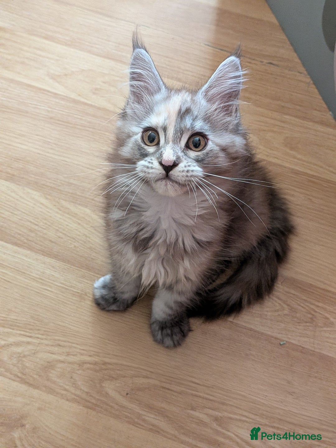 Maine Coon cats for sale: Maine coon kittens - Advert 2