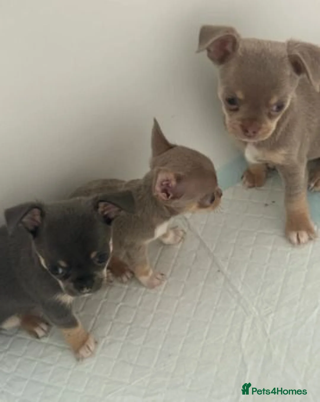 Chihuahua dogs for sale: Chihuahua Puppies – 2 Males & 2 Females - Advert 2