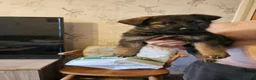 German Shepherd dogs for sale: KC registered German shepherd pups  - Advert 10
