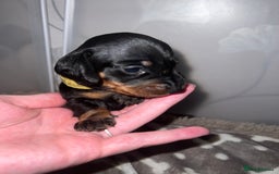 Miniature Dachshund dogs for sale: Black and Tan miniature dachshunds  - Advert 3