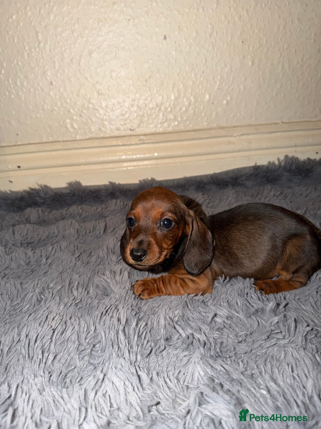 Dachshund dogs for sale: Dachshund Puppies Available 🐾 - Advert 11