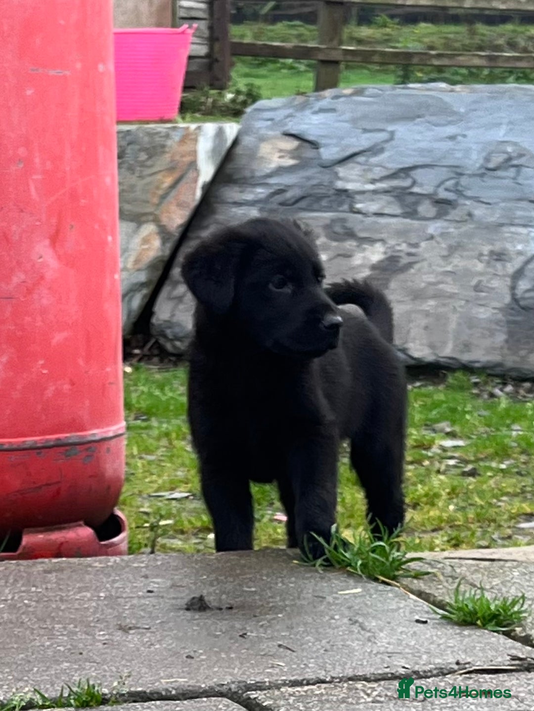 Labrador Retriever dogs for sale: Last incredible little girl  - Advert 4