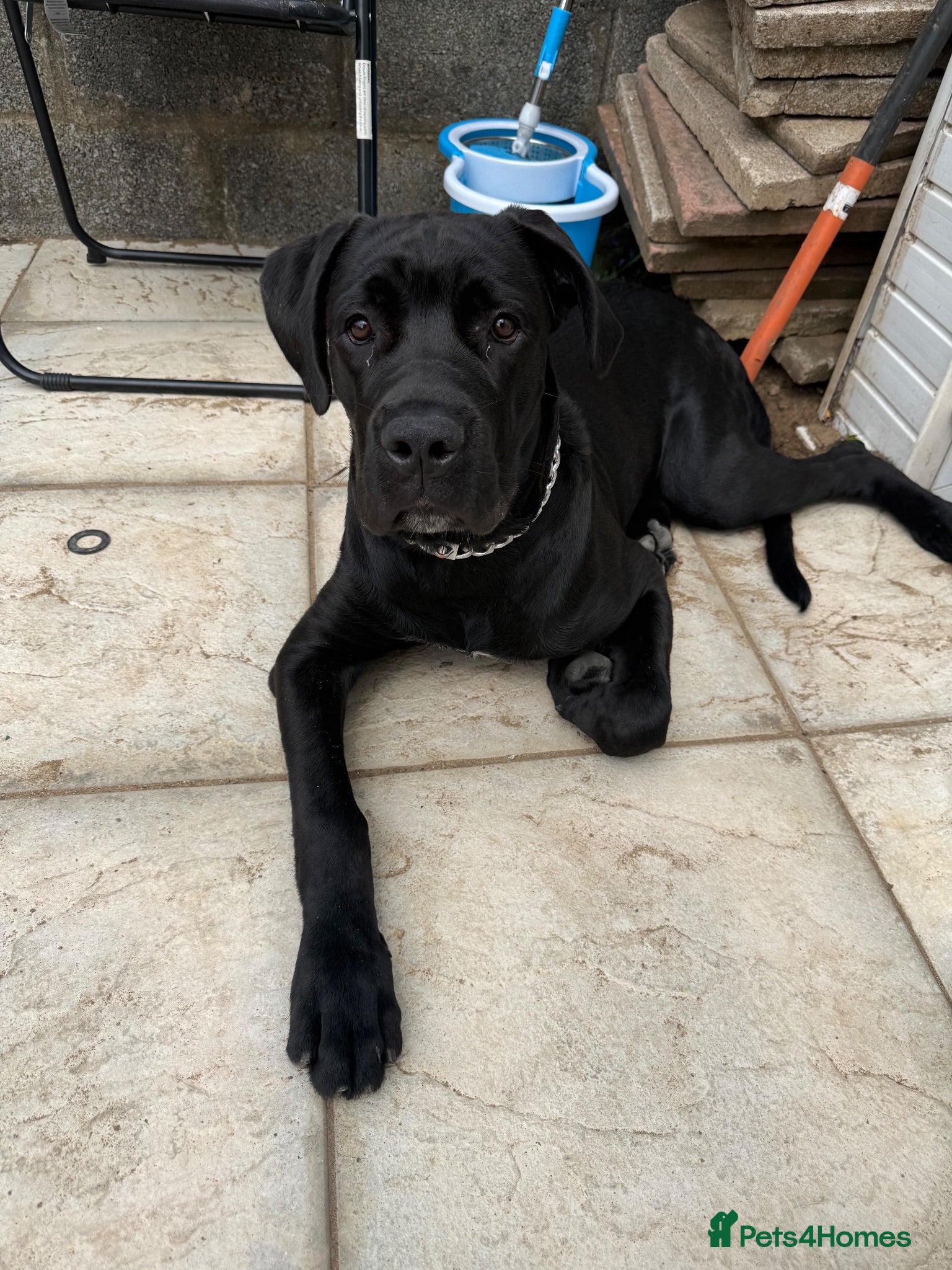 Cane Corso dogs Cane Corso  - Advert 1