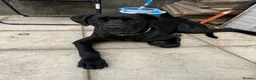 Cane Corso dogs for sale: Cane Corso  in Port Talbot - Advert 1