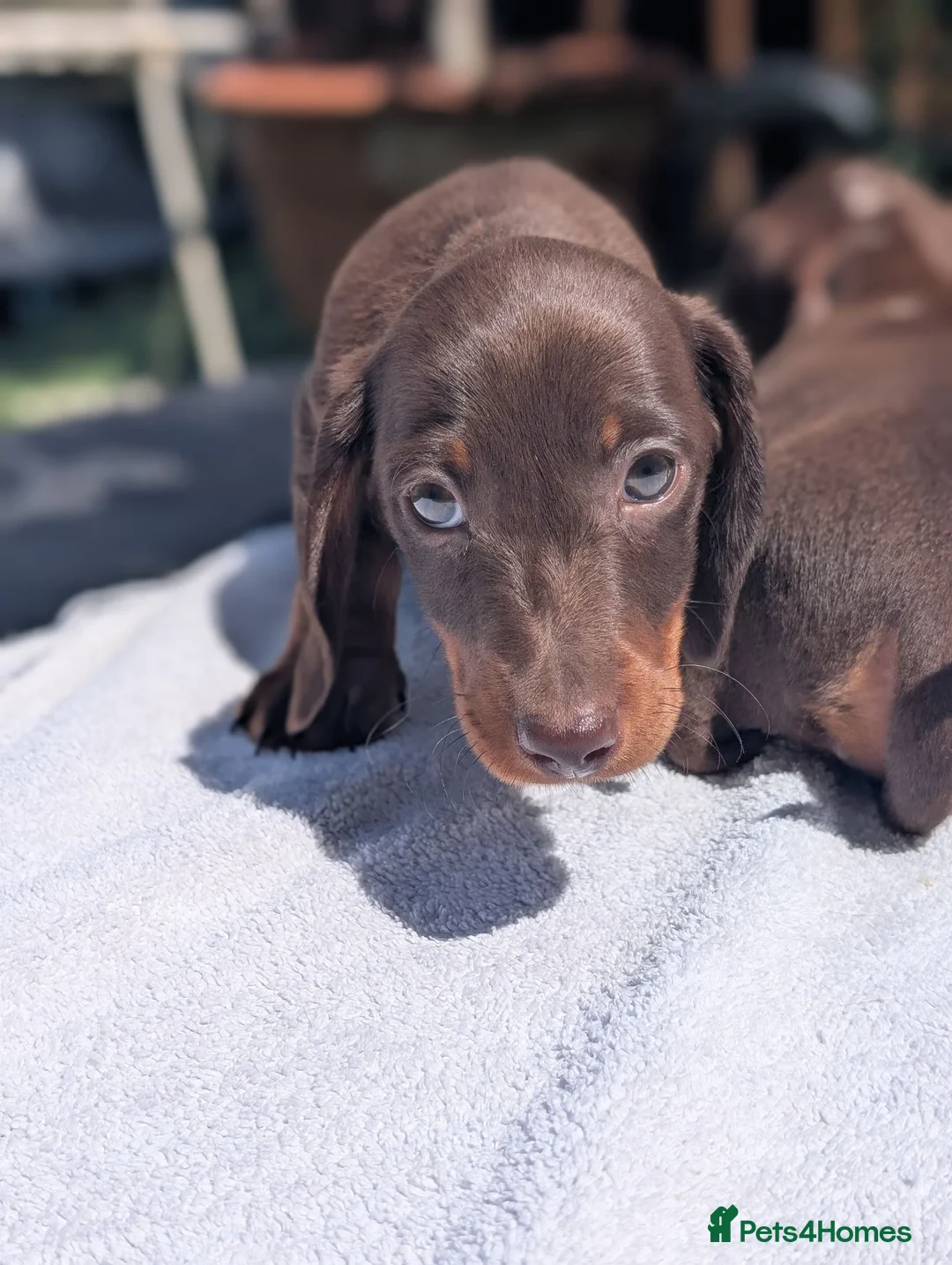 Miniature Dachshund dogs for sale: 🐾 Beautiful Miniature Dachshund Puppies 🐾 - Advert 15