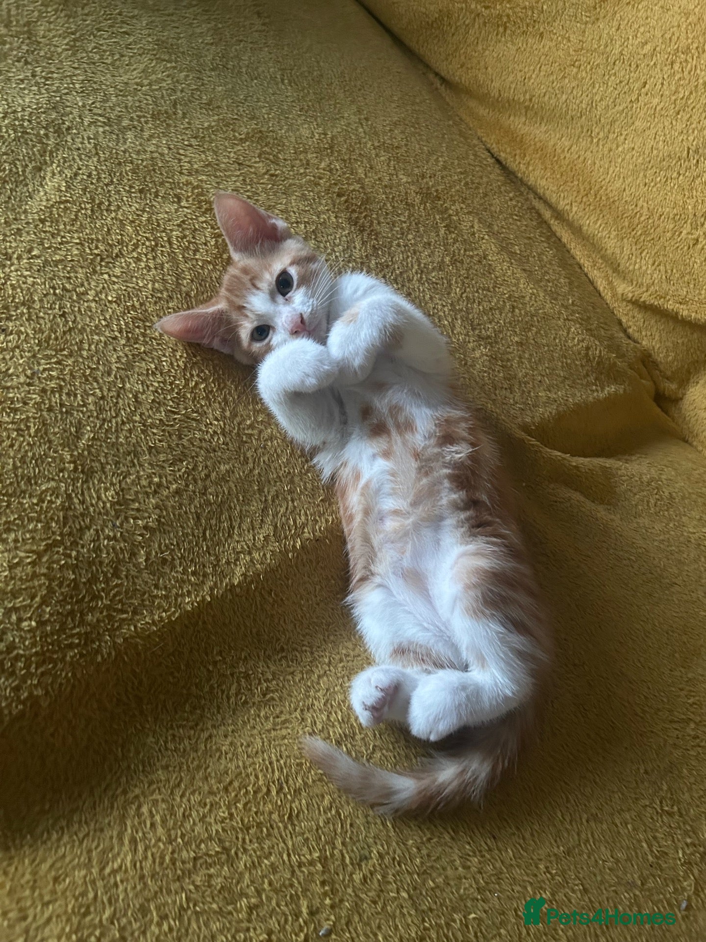 Mixed Breed cats GORGEOUS KITTENS  - Advert 12