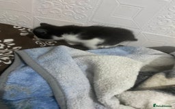Mixed Breed cats for sale: 5 beautiful black and white kitties  - Image 9