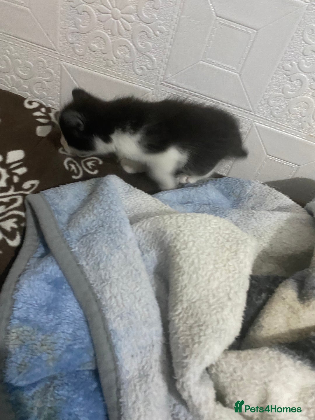Mixed Breed cats for sale: 5 beautiful black and white kitties  - Image 9