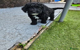 Cockapoo dogs for sale: Cockapoo boys  - Image 13