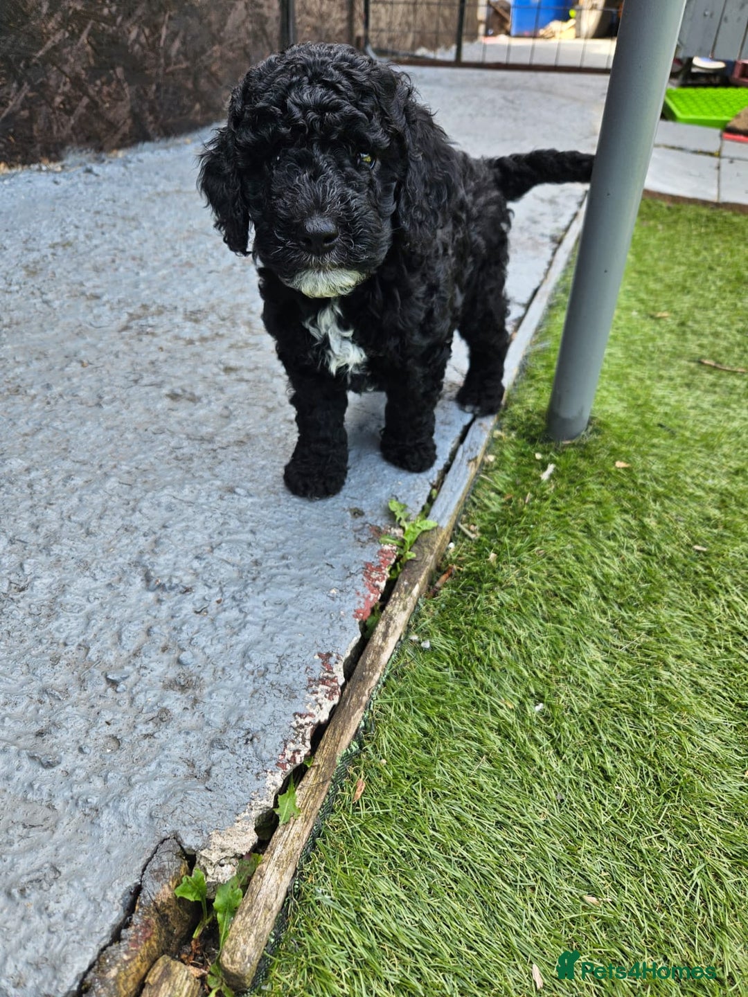 Cockapoo dogs for sale: Cockapoo boys  - Image 13