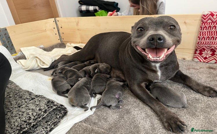 Staffordshire Bull Terrier dogs - Advert 4