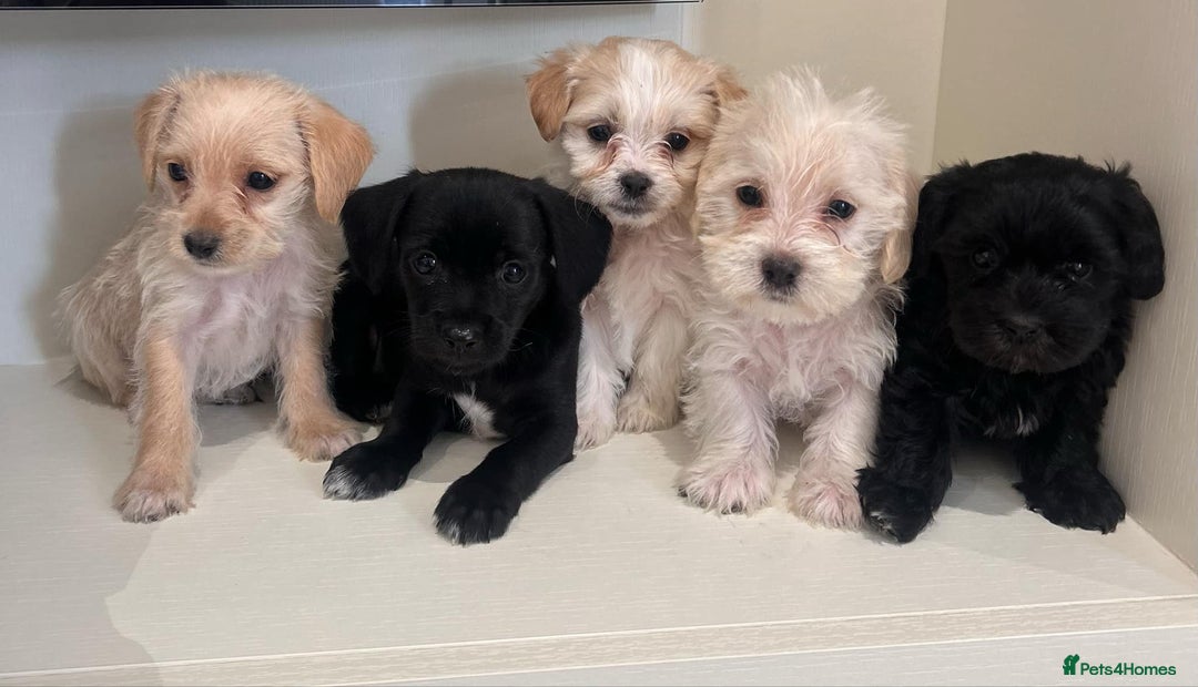 Jackapoo dogs for sale: Jackapoo puppies - Image 1