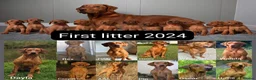 Labrador Retriever dogs for sale: Fox red Labrador puppies for sale( due 5/11/26 - Advert 4