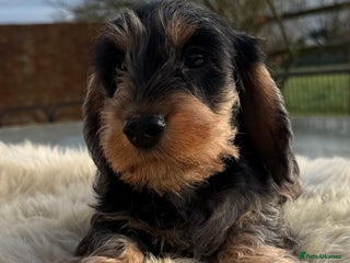 Dachshund dogs KC registered mini wires - Advert 6