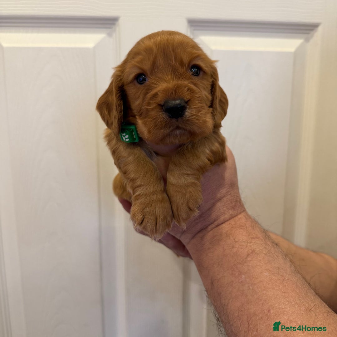 Cocker Spaniel dogs for sale: Beautiful litter of Cocker Spaniel puppies from - Advert 8