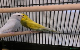 Budgerigars birds for sale: Budgies for sale with cage and all accessories  - Image 2