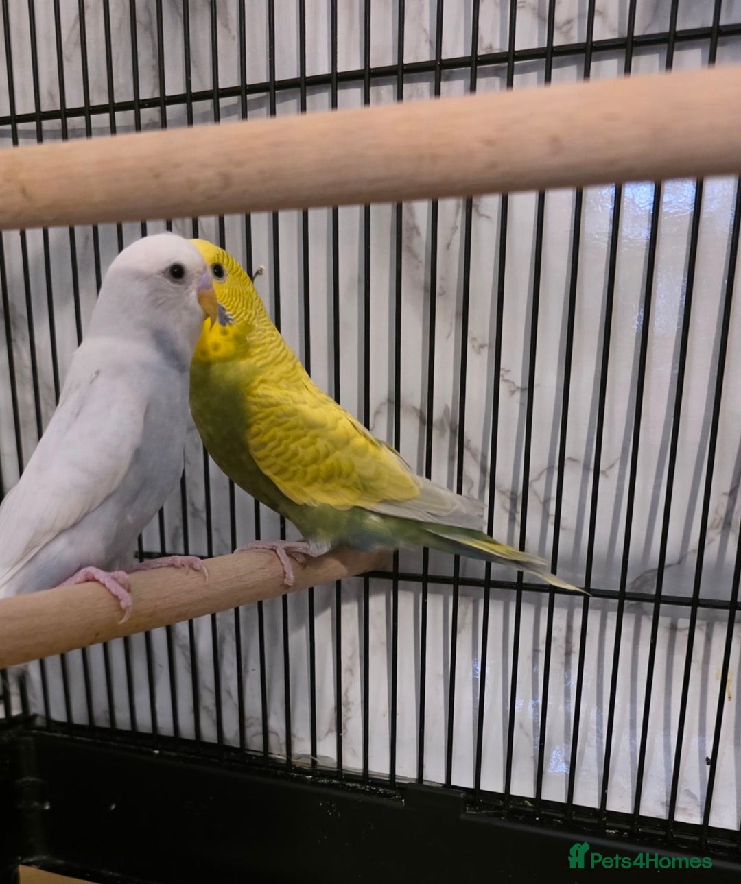 Budgerigars birds for sale: Budgies for sale with cage and all accessories  - Image 2