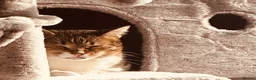 British Shorthair cats for sale: Short hair  in Salisbury - Advert 3