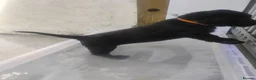 Labrador Retriever dogs for sale: CHUNKY Black Labrador KC REG Ready NOW  - Advert 3