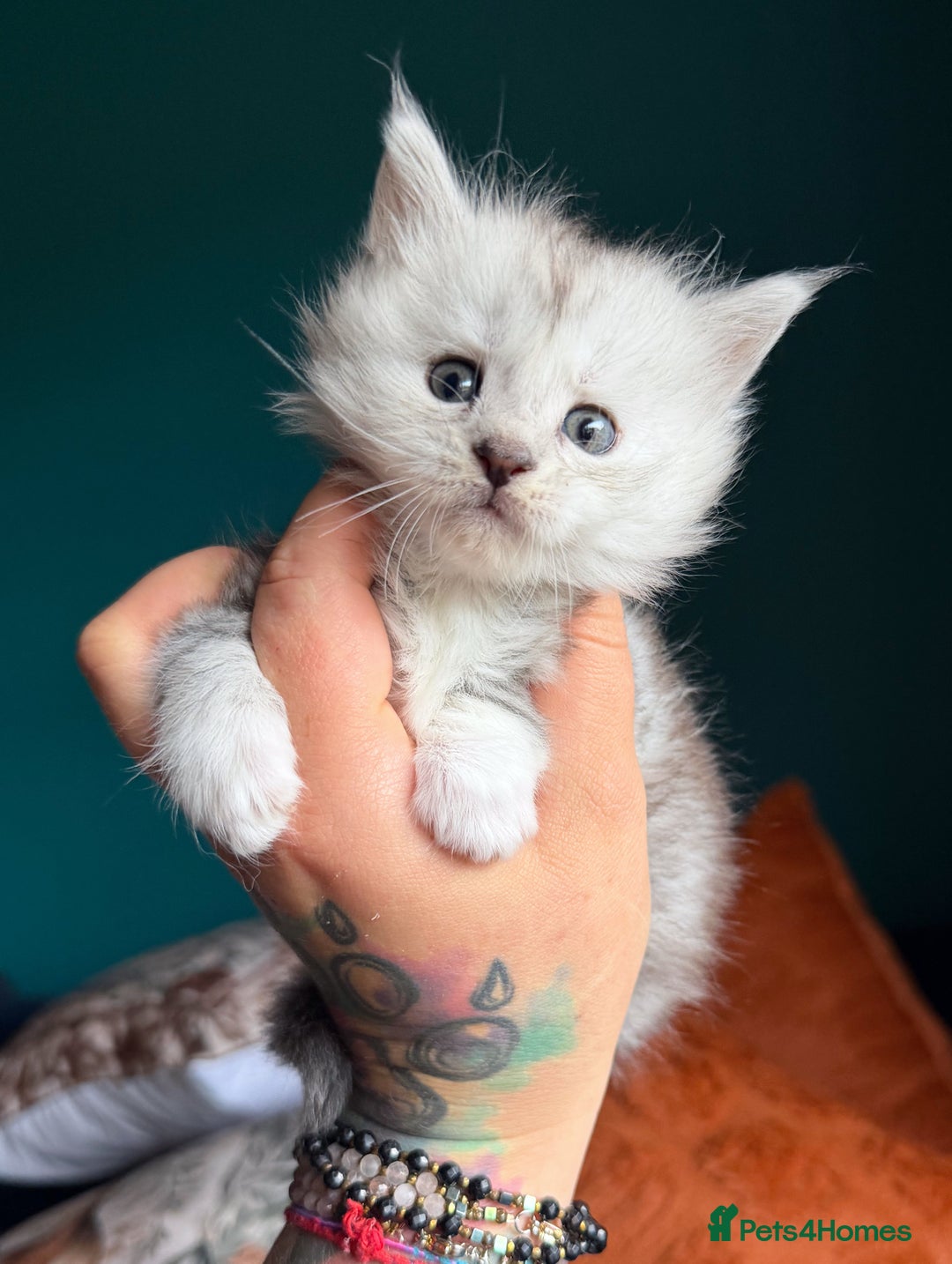 Maine Coon cats for sale: Maine Coons with Tests, Papers & Vet Checks - Advert 7