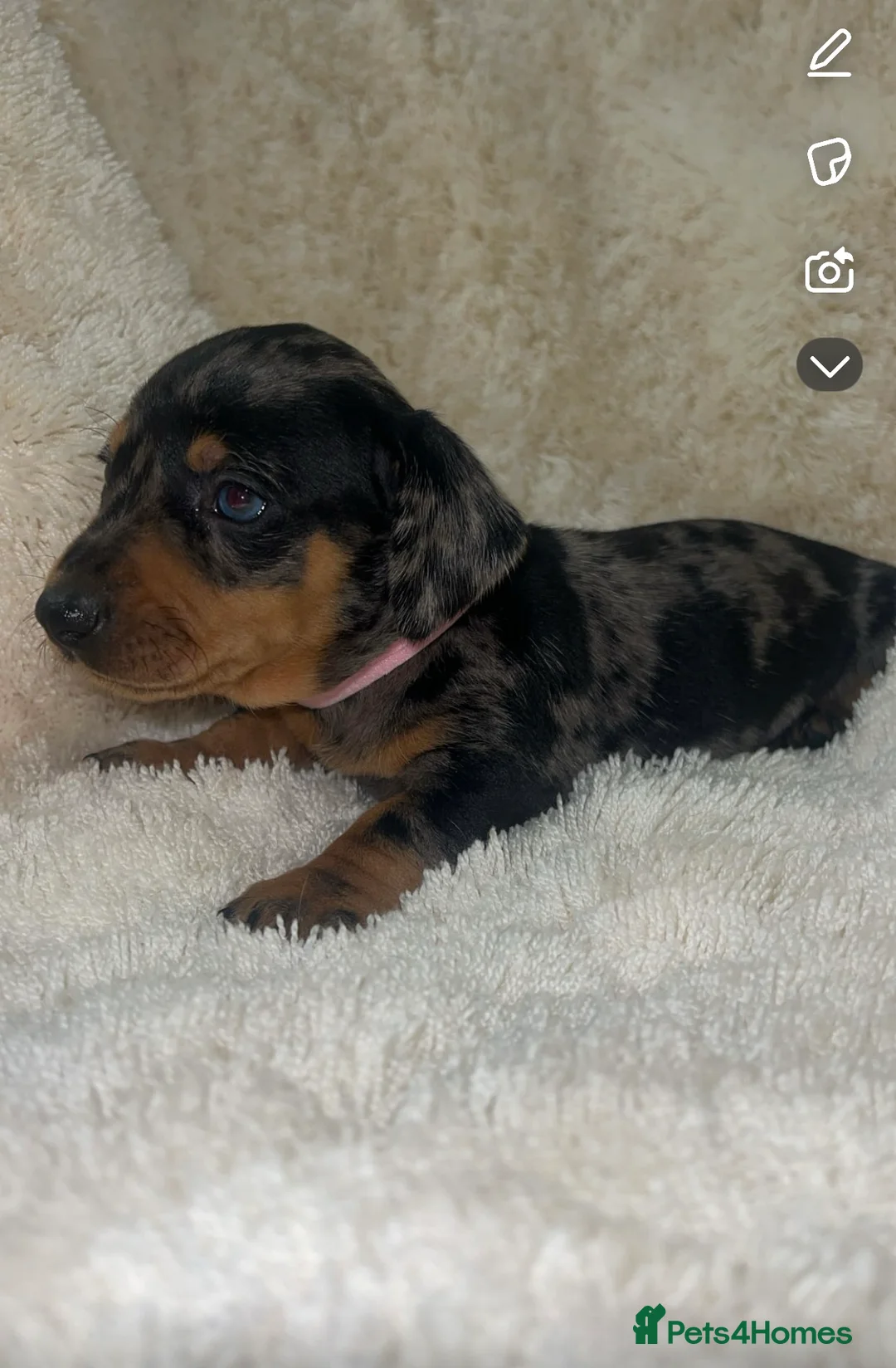 Dachshund dogs for sale: Tinkerbell & Chocolate’s Little sweethearts  - Advert 9