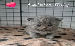 British Shorthair cats for sale: Stunning Champion Bloodline TICA reg kittens - Image 2