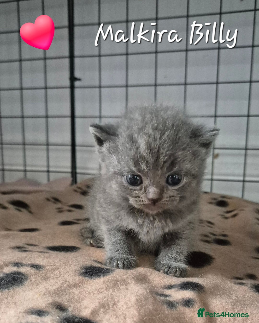 British Shorthair cats for sale: Stunning Champion Bloodline TICA reg kittens - Image 2