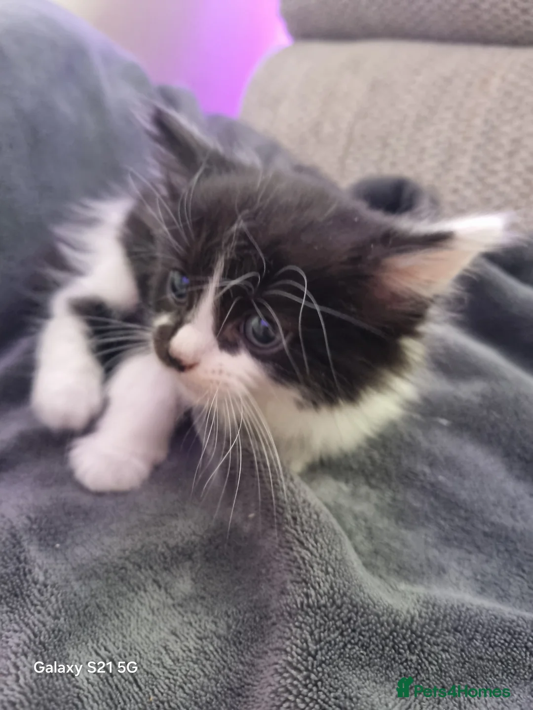 Mixed Breed cats for sale: long-haired kittens looking for a loving home - Advert 17