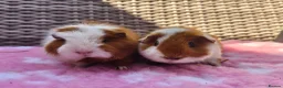 Guinea Pig rodents for sale: Beautiful sows and a pair of boars.  - Advert 4