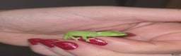 Chameleon reptiles for sale: BABY VEILED CHAMELEONS  - Advert 1