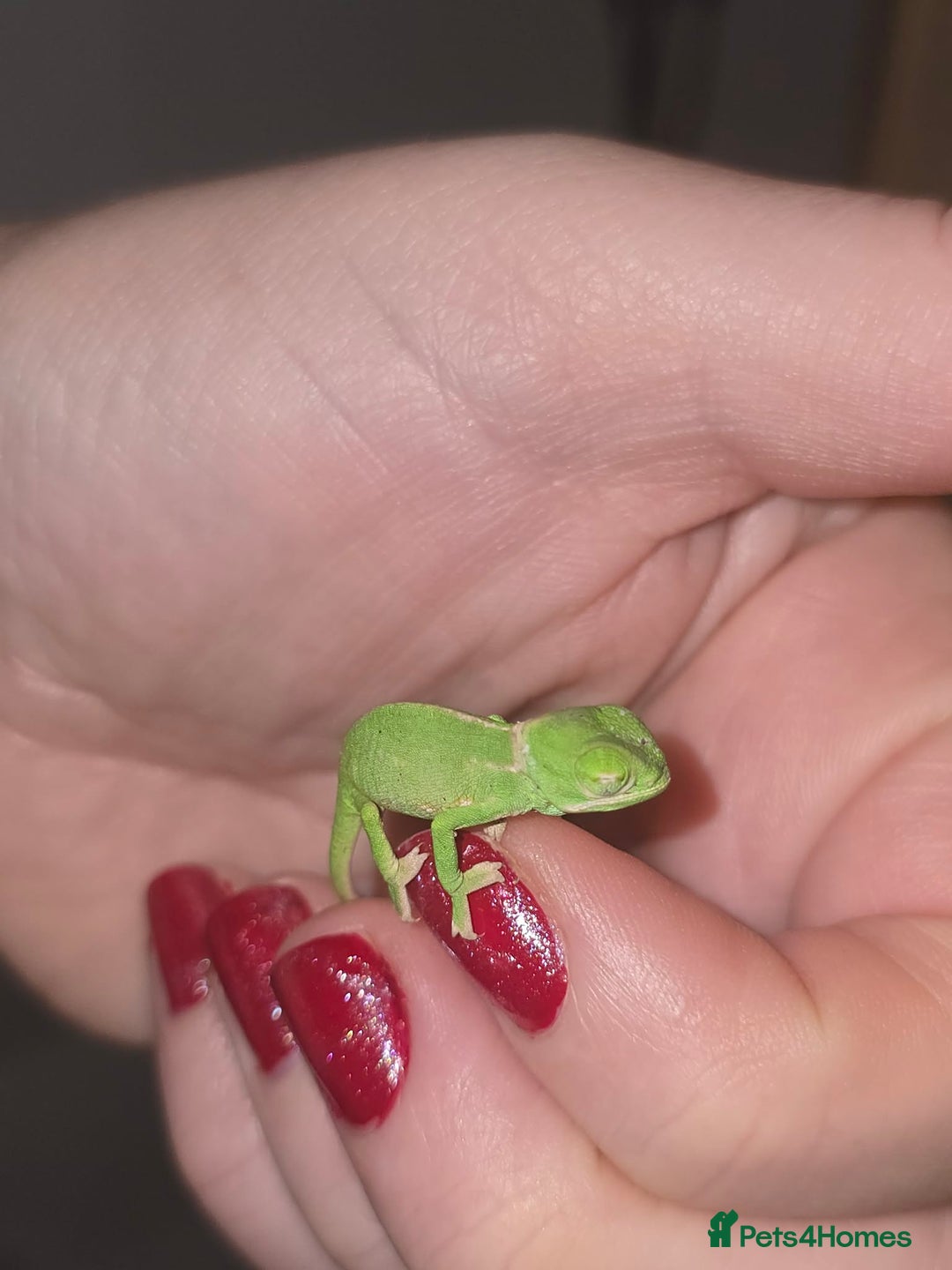 Chameleon reptiles for sale: BABY VEILED CHAMELEONS  - Advert 1