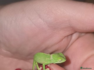 Chameleon reptiles BABY VEILED CHAMELEONS - Advert 2