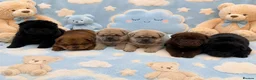 Chow Chow dogs for sale: Chow chow puppies  in Redhill - Advert 11