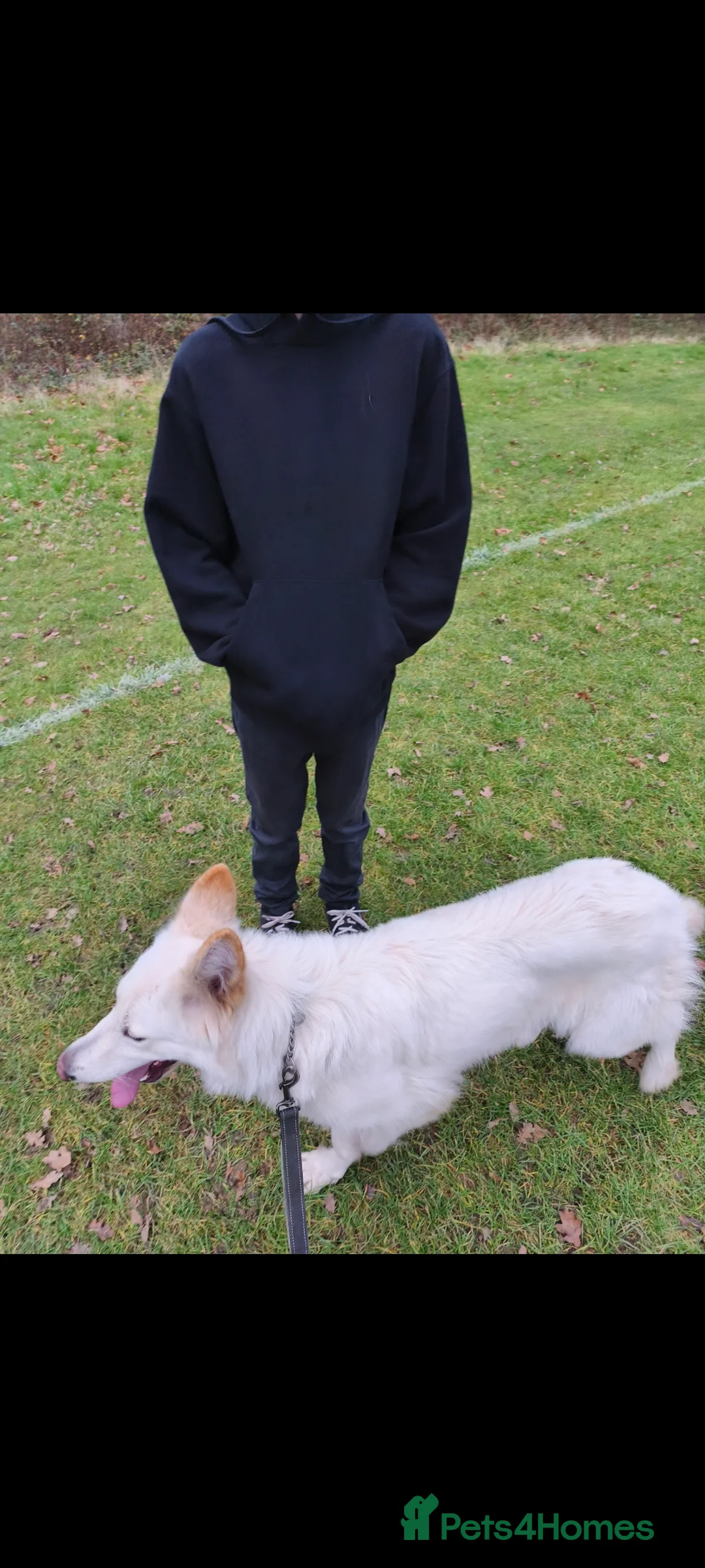 German Shepherd dogs for sale: 2 Female German Shepherd Alsatian Rehome together - Advert 5