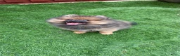 Pomeranian dogs for sale: 2 stunning male Pomeranian ready for new homes now - Advert 11