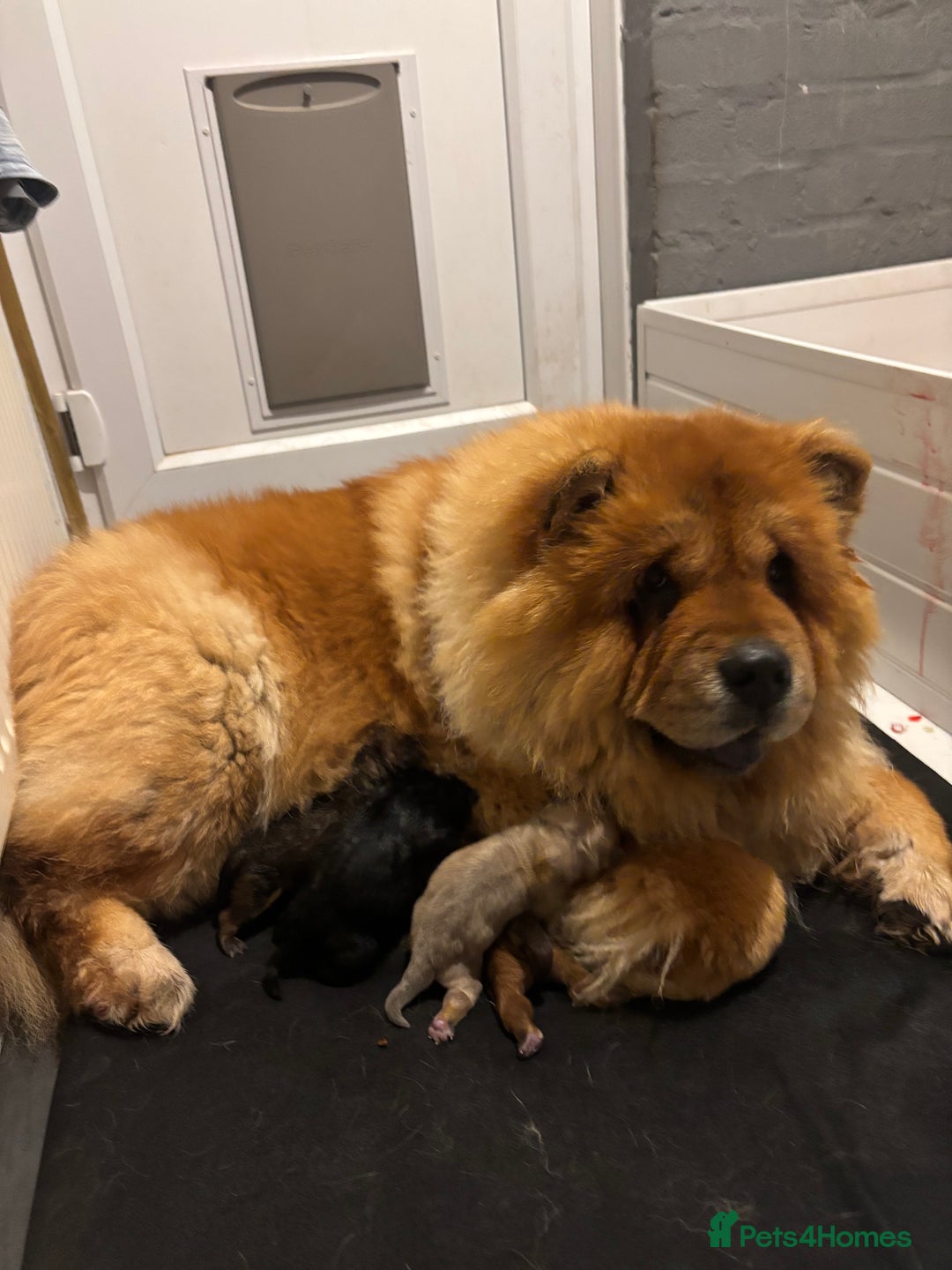 Chow Chow dogs for sale: chow chow puppy’s ready in 12 days  - Advert 10