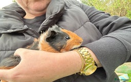 Guinea Pig rodents for sale: Baby Guinea Pigs ready now - Image 7