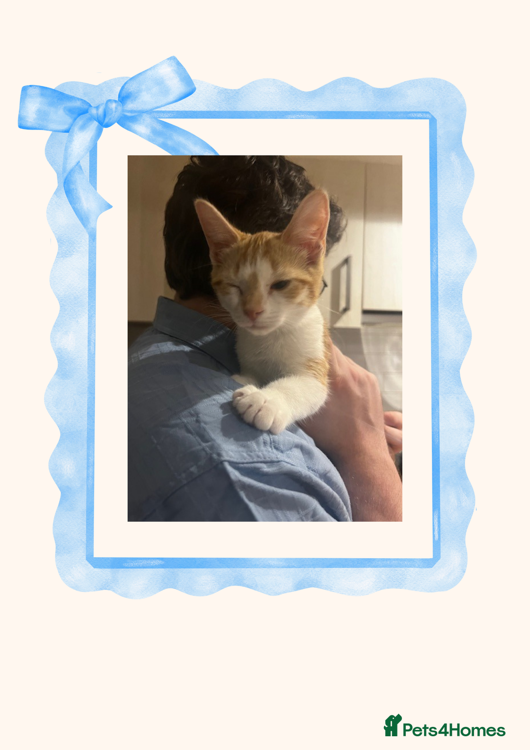 British Shorthair cats for sale: Gorgeous Custard the Kitten! - Image 1