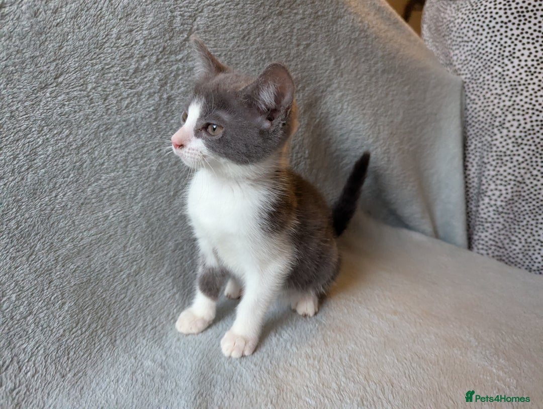 Mixed Breed cats for sale: Lovely and tame female kitten - Image 4