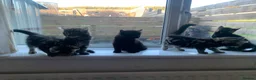 Mixed Breed cats for sale: 5 beautiful boy kittens  - Advert 12