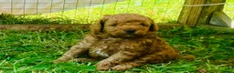Yorkiepoo dogs for sale: Yorkiepoo puppies  - Advert 8