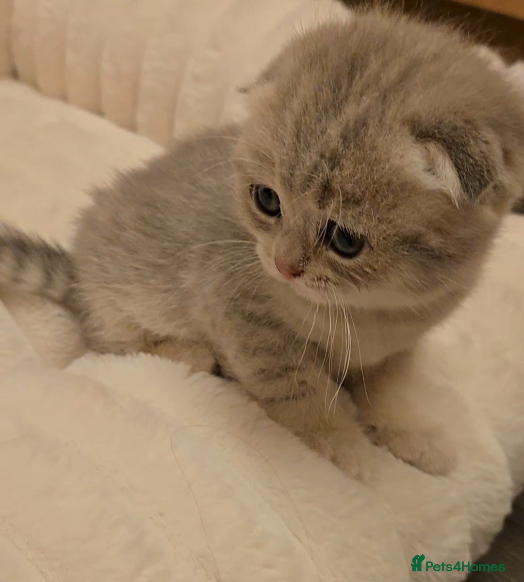 Scottish Fold cats for sale: scottish fold kittens for sale - Advert 12