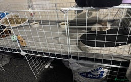 Guinea Pig rodents for sale: 2x Male Guinea Pigs  - Image 4