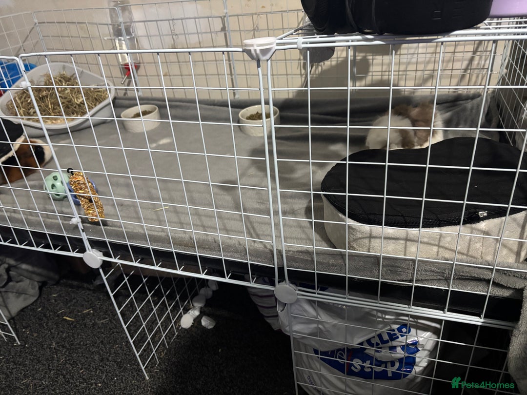 Guinea Pig rodents for sale: 2x Male Guinea Pigs  - Image 4