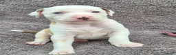 Mixed Breed dogs for sale: Lurcher bull puppies for sale - Advert 30