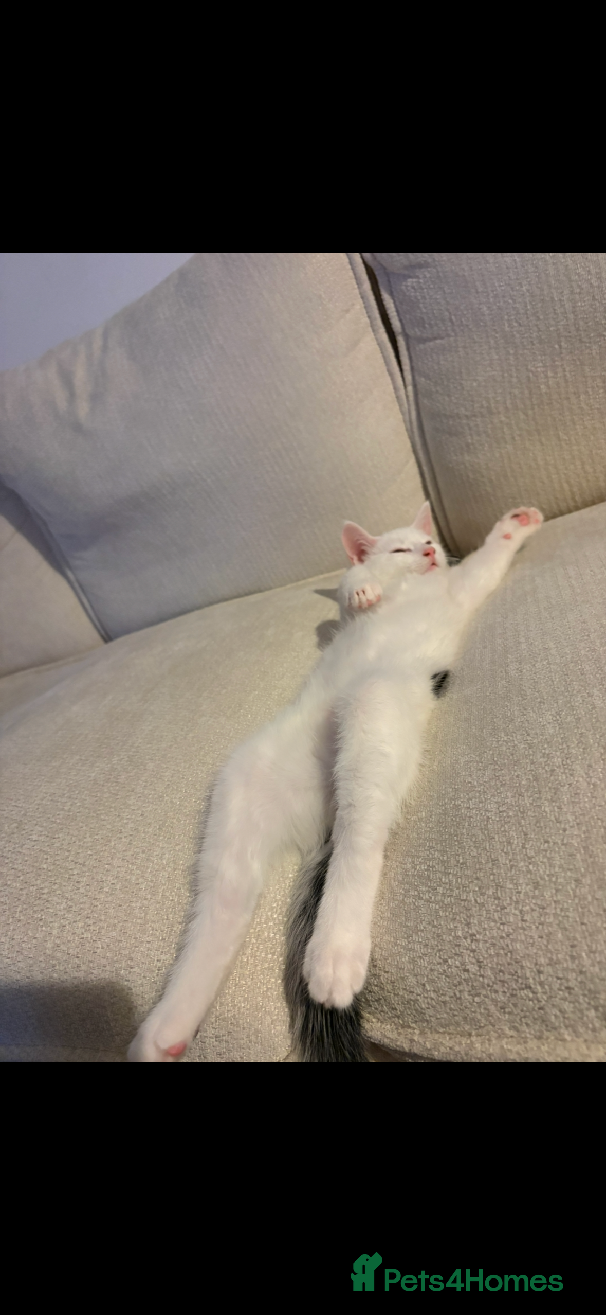 Mixed Breed cats Two boys looking to rehome - Advert 3