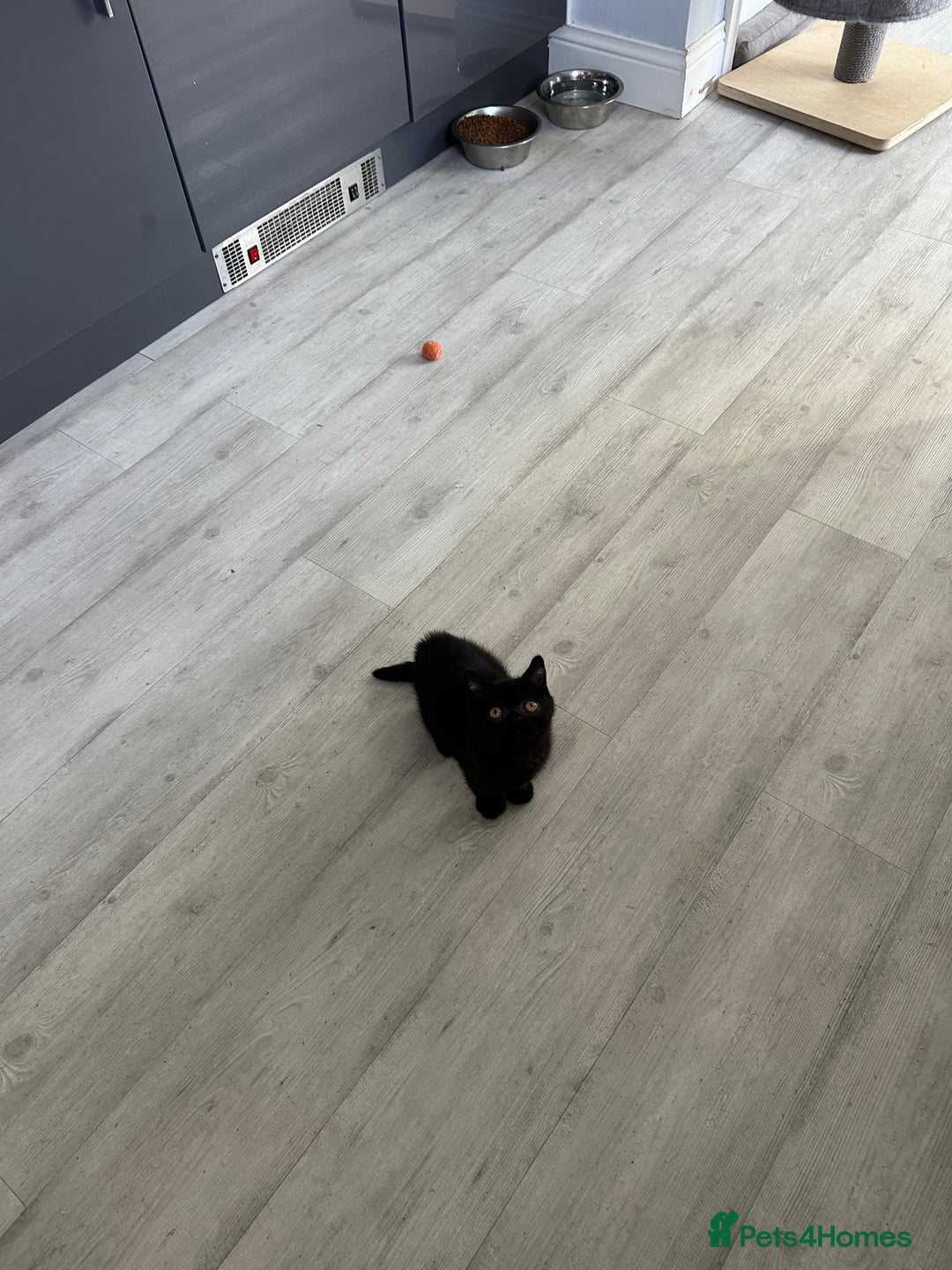British Shorthair cats for sale: Gccf pedigree black little boy  - Image 16