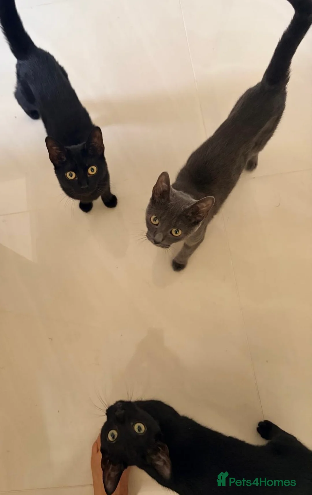 Domestic Shorthair cats for adoption: Maya, Margot & Mabel - looking for a home TOGETHER in Fleet - Advert 6