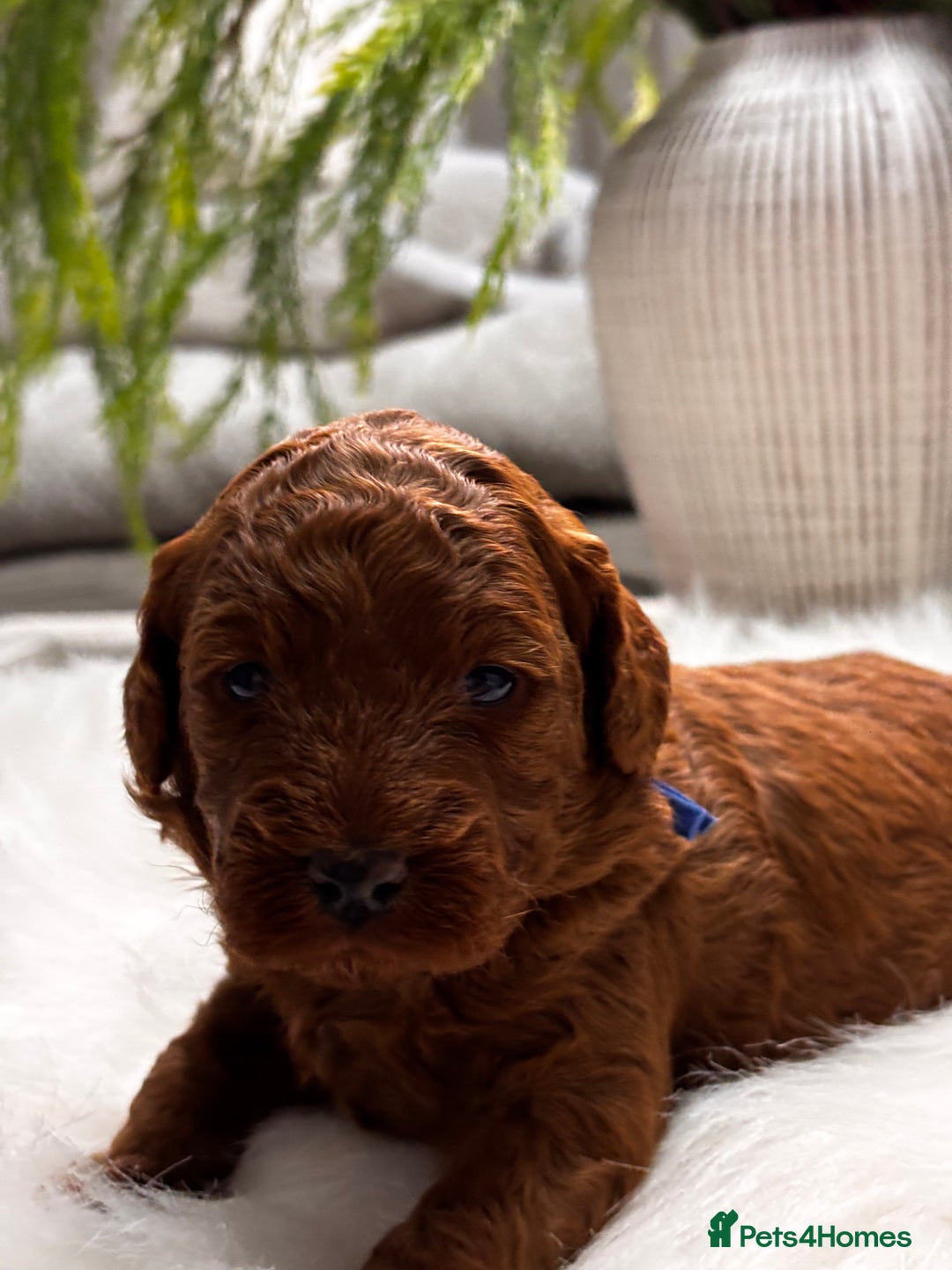 Labradoodle dogs for sale: Premium Multigen Labradoodle Puppies  - Advert 3