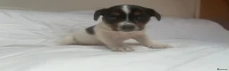 Jack Russell dogs for sale: Miniature jack Russle puppies - Advert 11